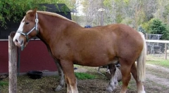 Brabance horse